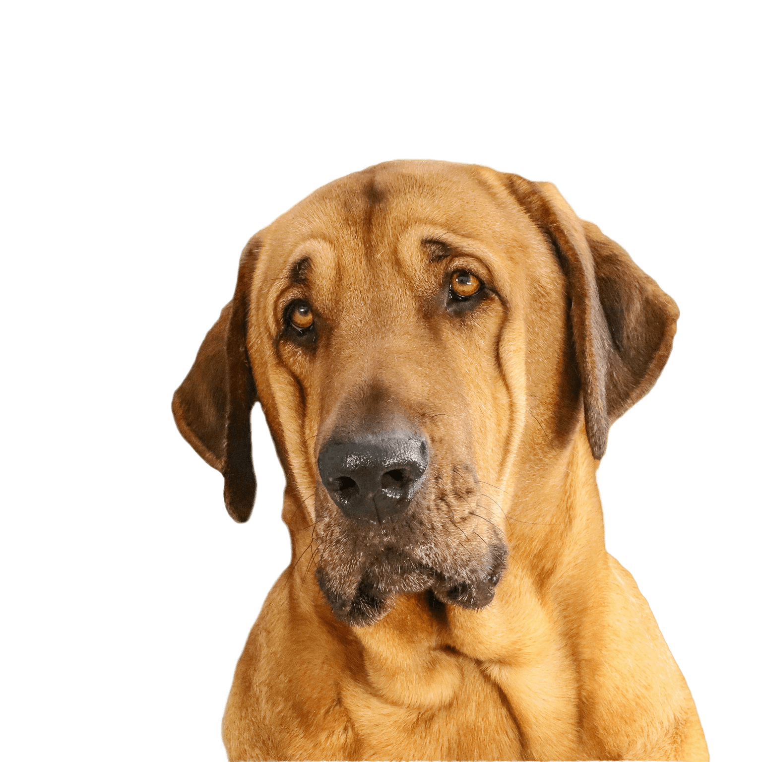 Broholm profile picture Broholmer breed description