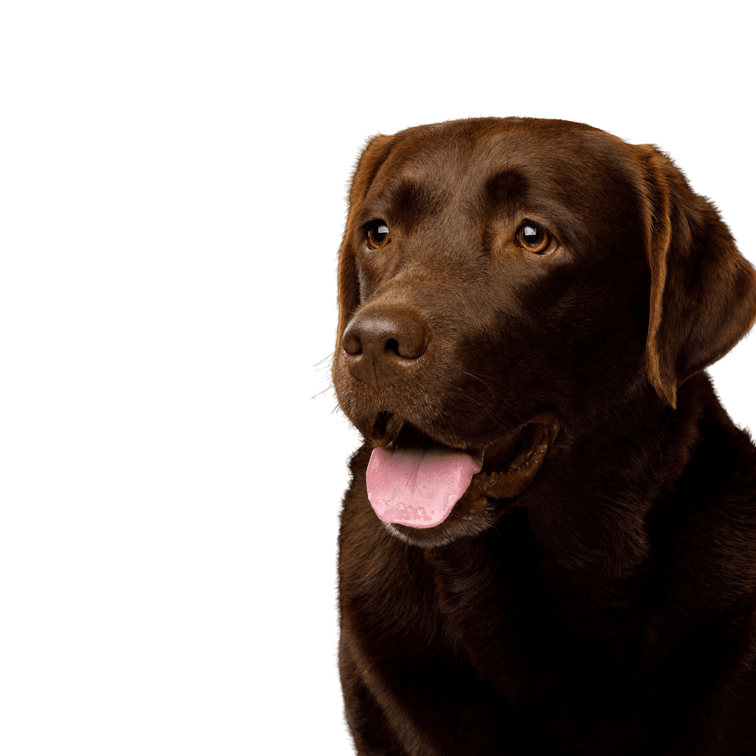 brown Labrador Dog,Vertebrate,Dog breed,Canidae,Labrador retriever,Mammal,Retriever,Sporting Group,Carnivore,Snout,