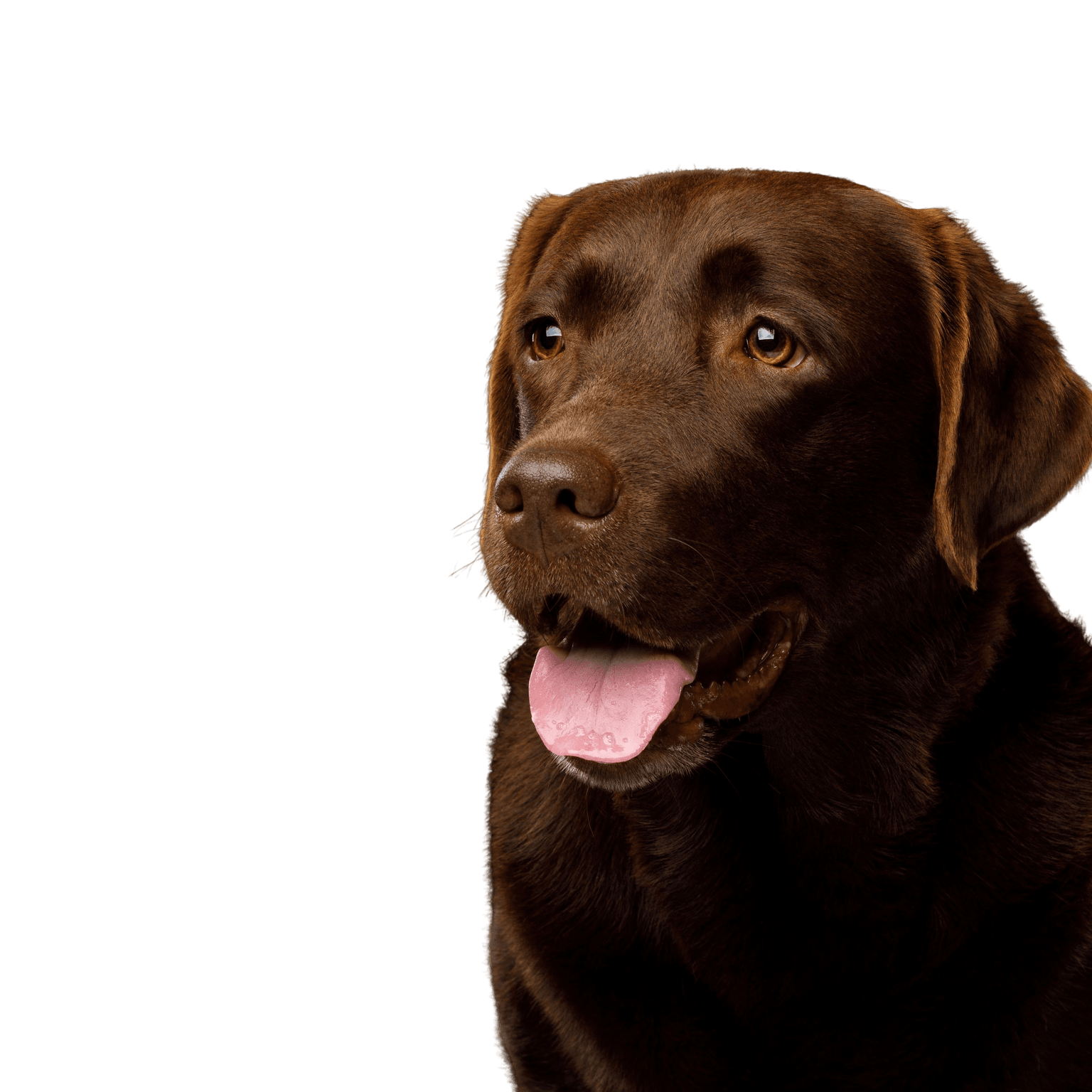 Dog,Vertebrate,Dog breed,Canidae,Labrador retriever,Mammal,Retriever,Sporting Group,Carnivore,Snout,