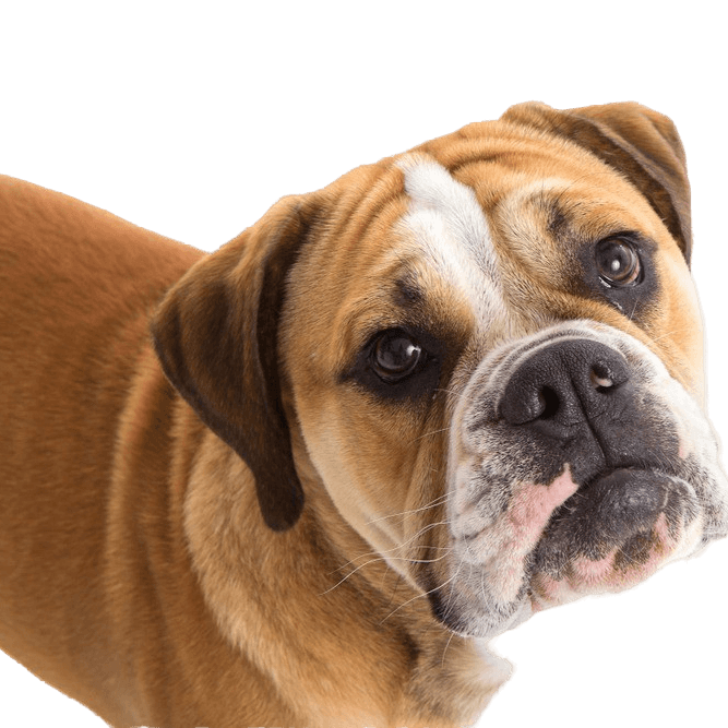 Buggel profile picture buggle dog