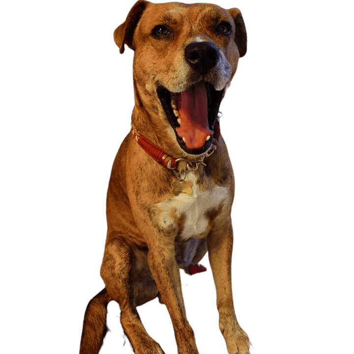 Bullboxer Staff © Aaron Bär Hund,Hunderasse,Fleischfresser,Halsband,Arbeitstier,Leber,Begleithund,Rehbraun,Hundehalsband,Tierbedarf,