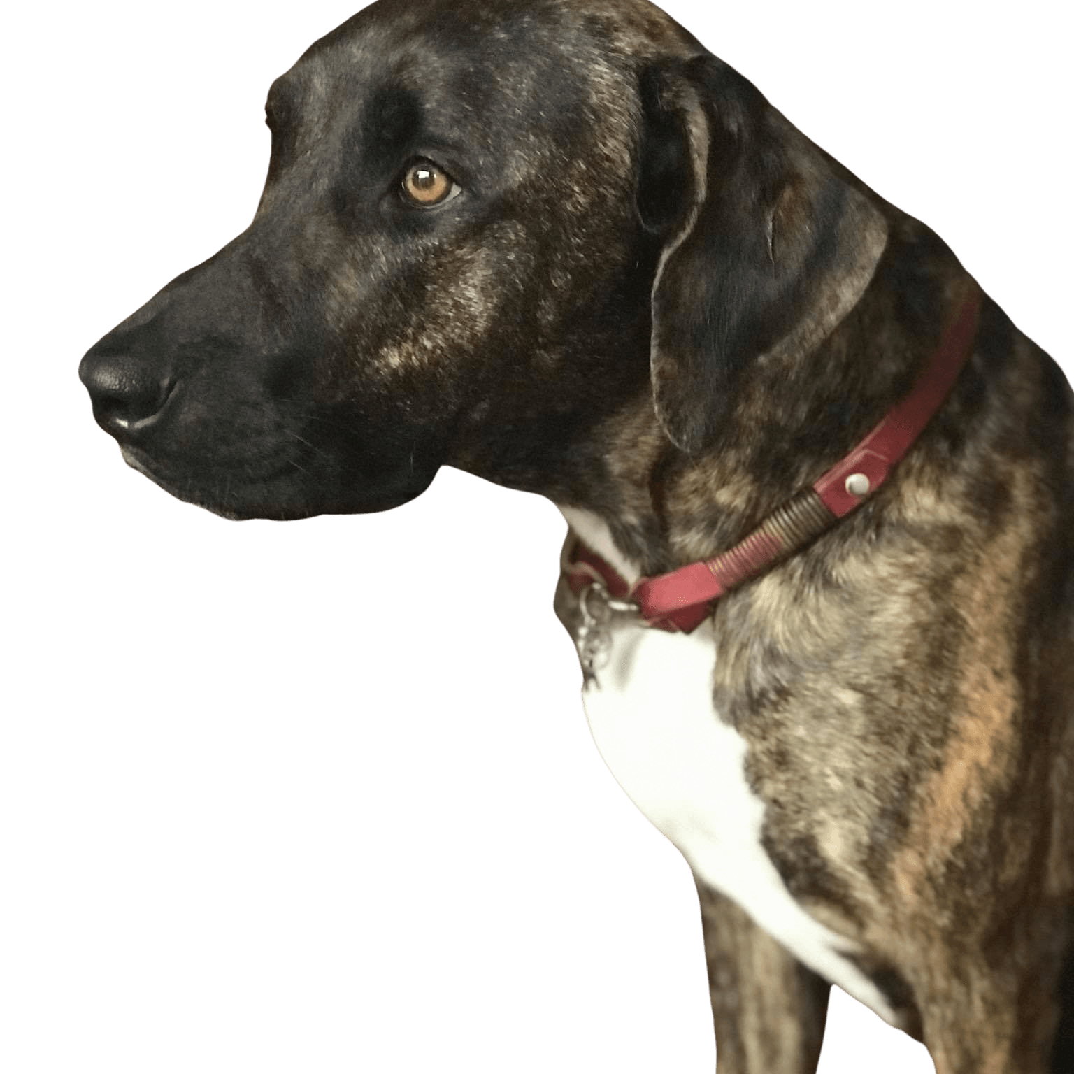 Canarian Ridgeback © Doris Schäfer Hund,Hunderasse,Halsband,Fleischfresser,Arbeitstier,Schnurrhaare,Fawn,Hundehalsband,Begleithund,Leber,