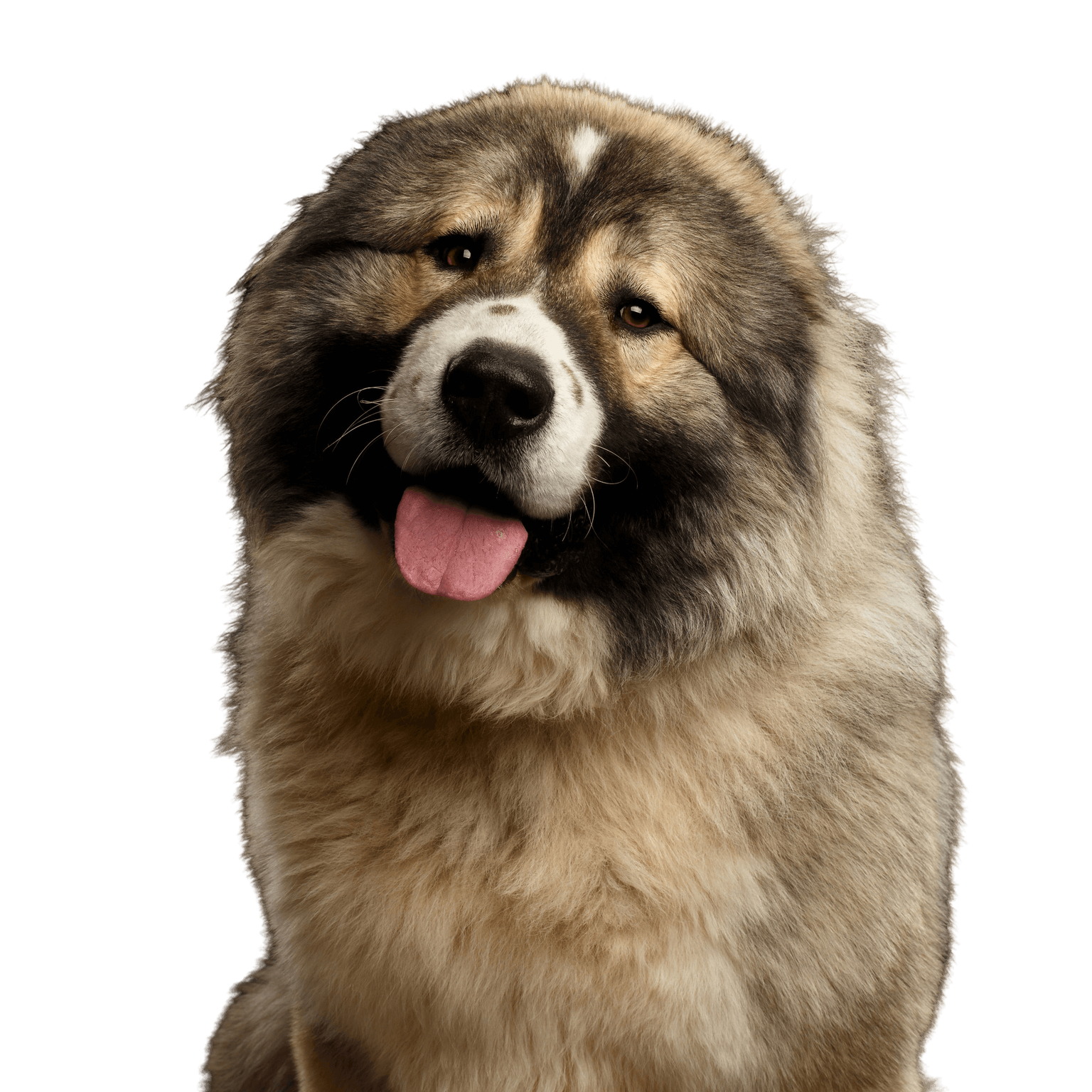 Dog,Mammal,Vertebrate,Dog breed,Canidae,Carnivore,Caucasian shepherd dog,Giant dog breed,Ancient dog breeds,Snout,