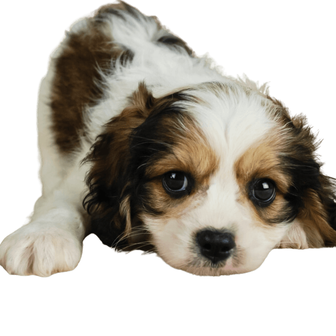 Dog,Dog breed,Carnivore,Companion dog,Whiskers,Working animal,Snout,Toy dog,Terrestrial animal,Liver,