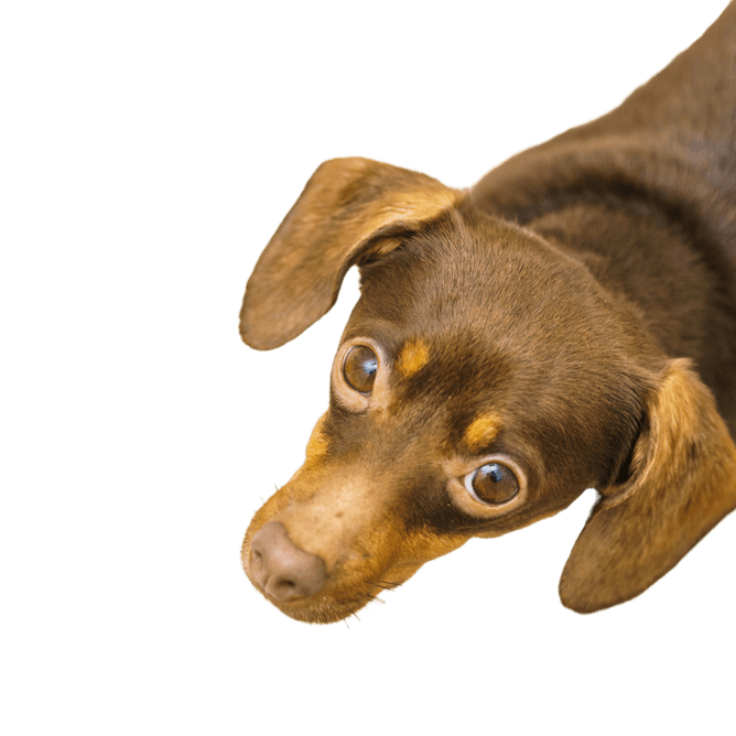 Dog,eye,carnivore,liver,dog breed,ear,working animal,fawn,whiskers,companion dog,