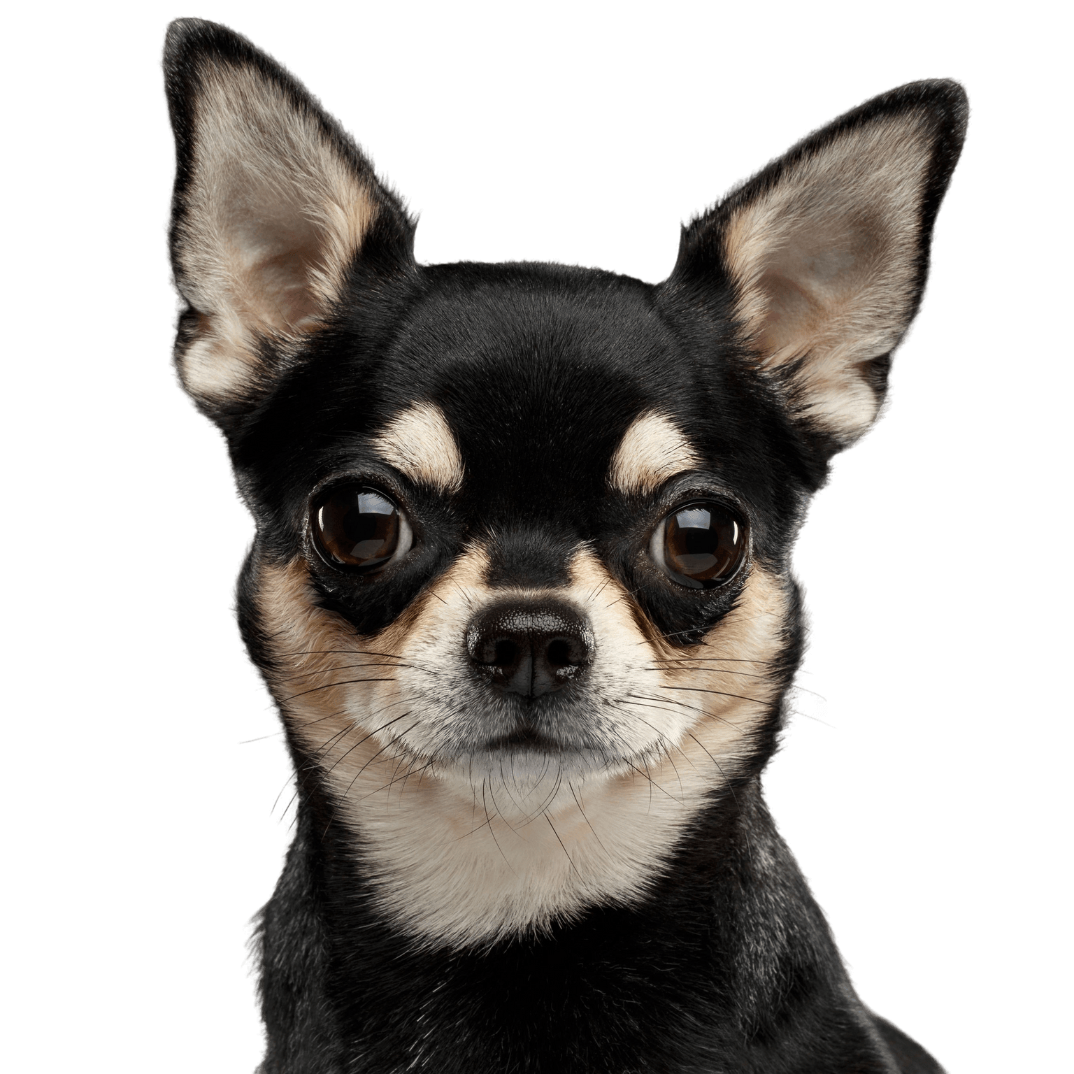 Chihuahua Shorthair Dog,Mammal,Vertebrate,Canidae,Dog breed,Chihuahua,Puppy,Carnivore,Snout,Companion dog,