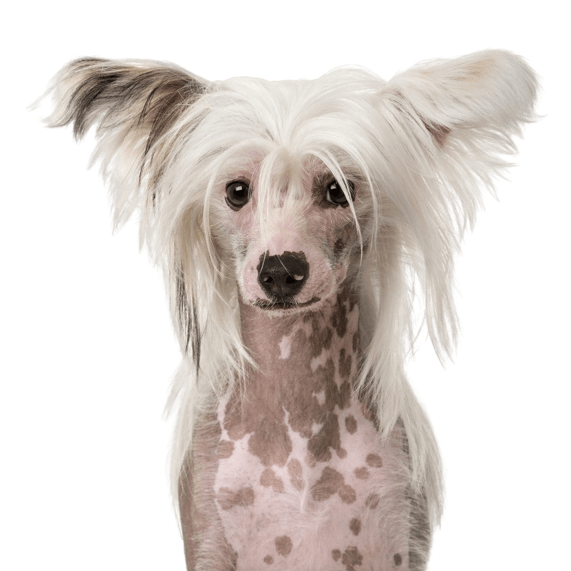 Chinese Crested Dog or Naked Dog Breed Description