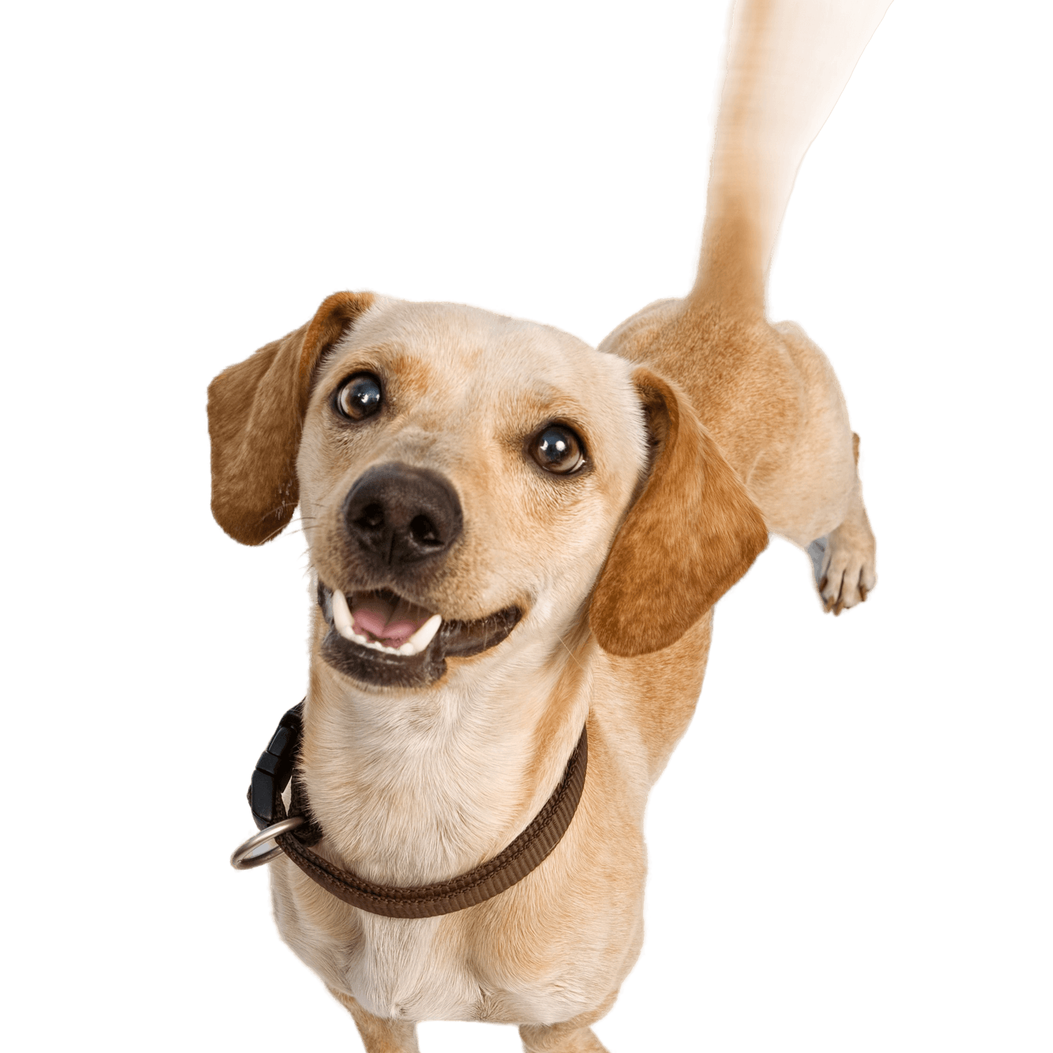 Chiweenie profile picture Chiweenie, Chihuahua mix dog