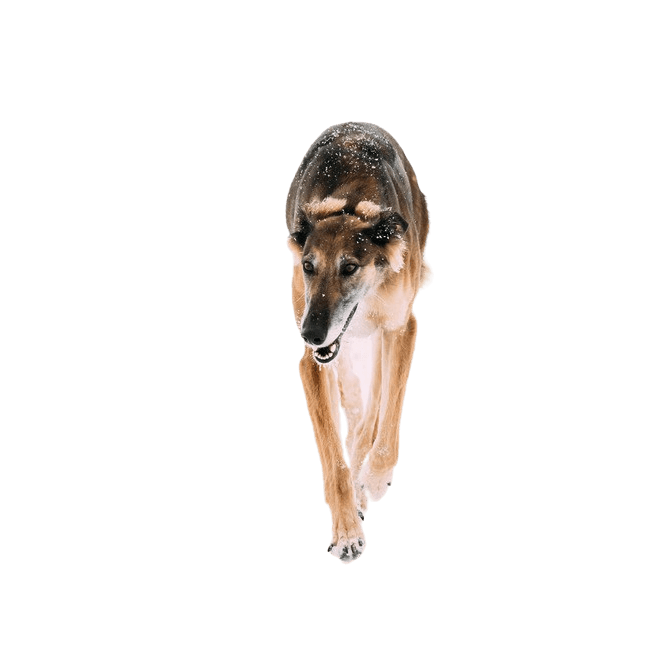Chortaj breed description Picture ID: 1641220492, Breed description of a Chortaj
