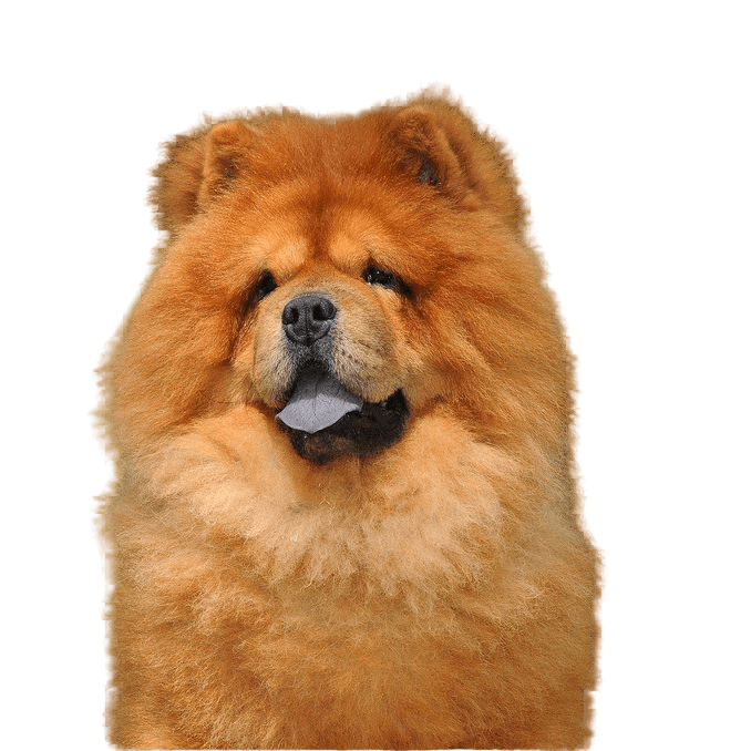 chowchow dog