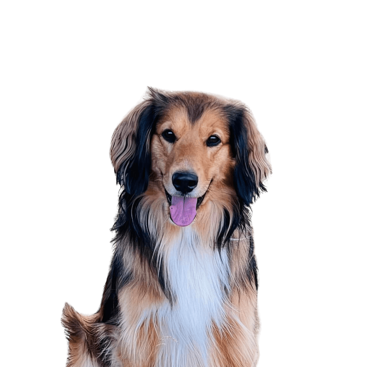 Dog,carnivore,dog breed,companion dog,dog supplies,pet supplies,muzzle,sporting group,coat,canidae,