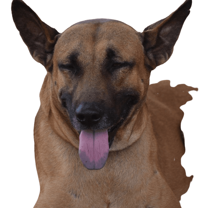 Combai breed description Combai dog breed description, big brown dog with purple tongue and prick ears
