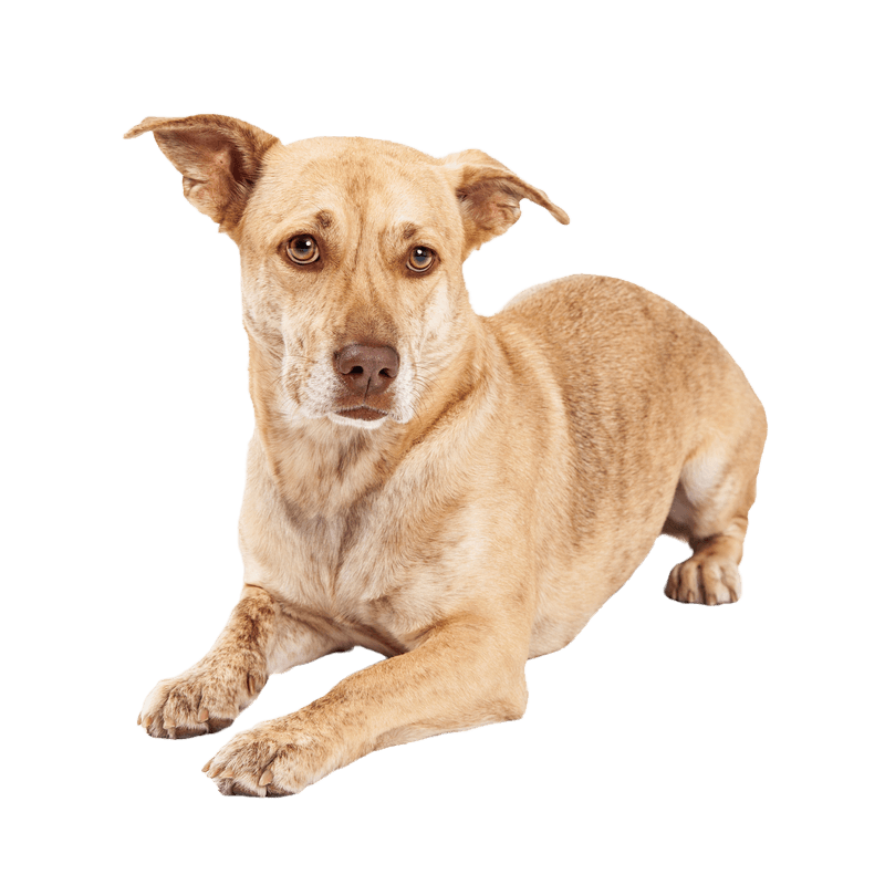 Corgi Chihuahua Mongrel Dog,dog breed,carnivore,liver,working animal,companion dog,fawn,muzzle,pet supplies,harness,