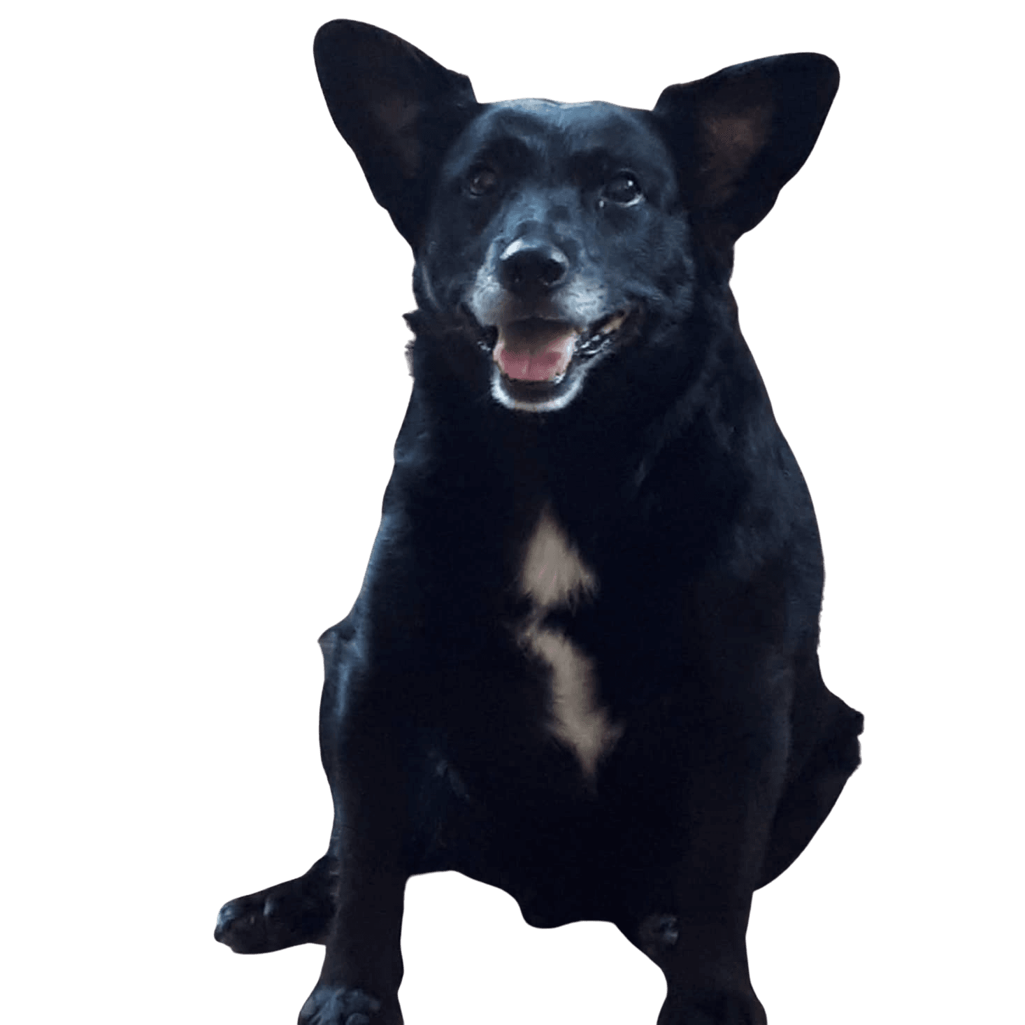 Corgi Spitz © Heike Löffler Hund,Fleischfresser,Hunderasse,Begleithund,Schnauze,Arbeitstier,Sportliche Gruppe,Canidae,Schnurrhaare,Wachhund,