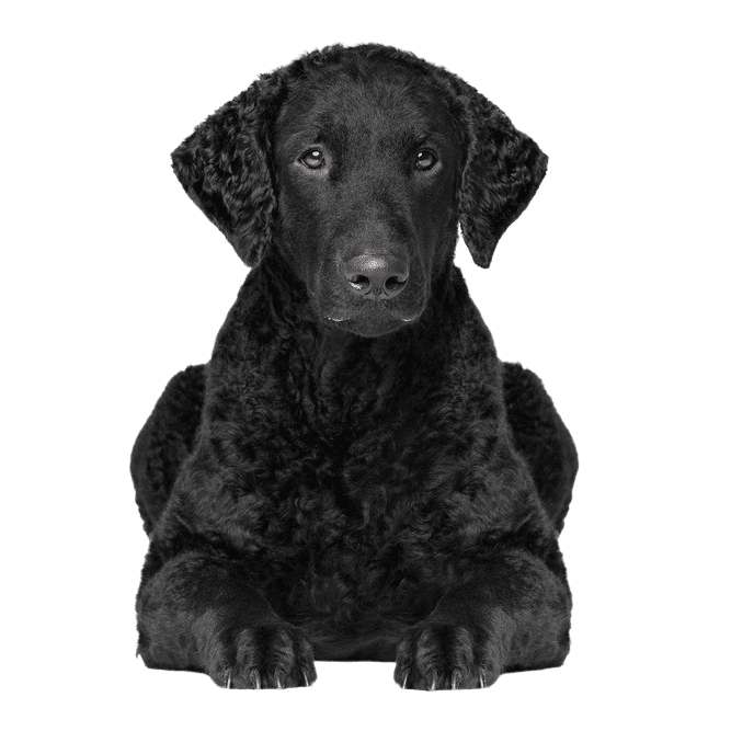 Curly Coated Retriever breed description Breed description of Curly Coated Retriever, dog with black curls, dog that looks like Labrador but with curls, purebred dog with curls, temperament and character of Curly Coated Retriever, retriever breed, hunting dog