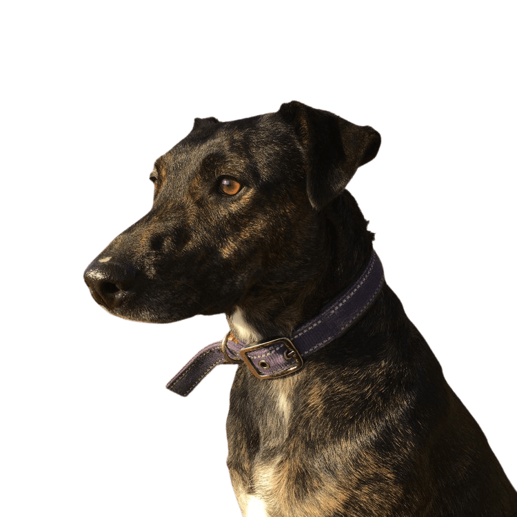Cursinu breed description Cursinu, French dog breed, brindle dog breed, dog with tiger color and white mark, herding dog from Corsica, dog breed from France
