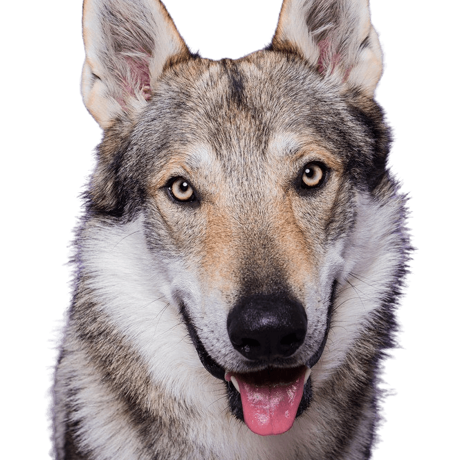 Czechoslovakian Wolfhound breed description and temperament, Československý vlčiak, Československý vlčák, Wolfhound, dog from Czech Republic, large dog breed with prick ears.