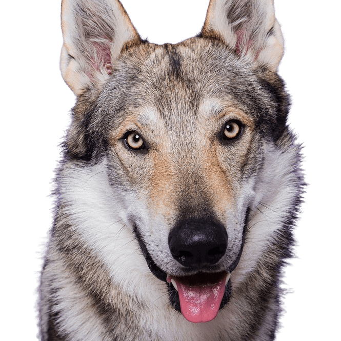 Czechoslovakian Wolfhound Essence Czechoslovakian Wolfhound breed description and temperament, Československý vlčiak, Československý vlčák, Wolfhound, dog from Czech Republic, large dog breed with prick ears.