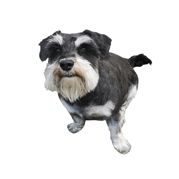 Hund,Fleischfresser,Hunderasse,Begleithund,Spielzeughund,Standardschnauzer,Terrier,Schnauzer,Kleinterrier,Sportliche Gruppe,