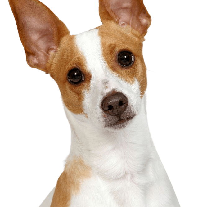 Breed description Decker Hunting Terrier, Decker Rat Terrier, large rat terrier, American dog breed, unknown dog breed, not recognized by FCI, brown white dog with prick ears from America, small dog breed, dog with stubby tail, tail is stubby