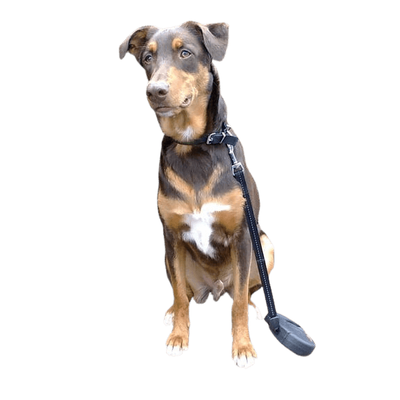 Doberdenco © Annett Heinzen Hund,Arbeitstier,Fleischfresser,Hunderasse,Begleithund,Rehbraun,Halsband,Schnauze,Hundehalsband,Tierbedarf,