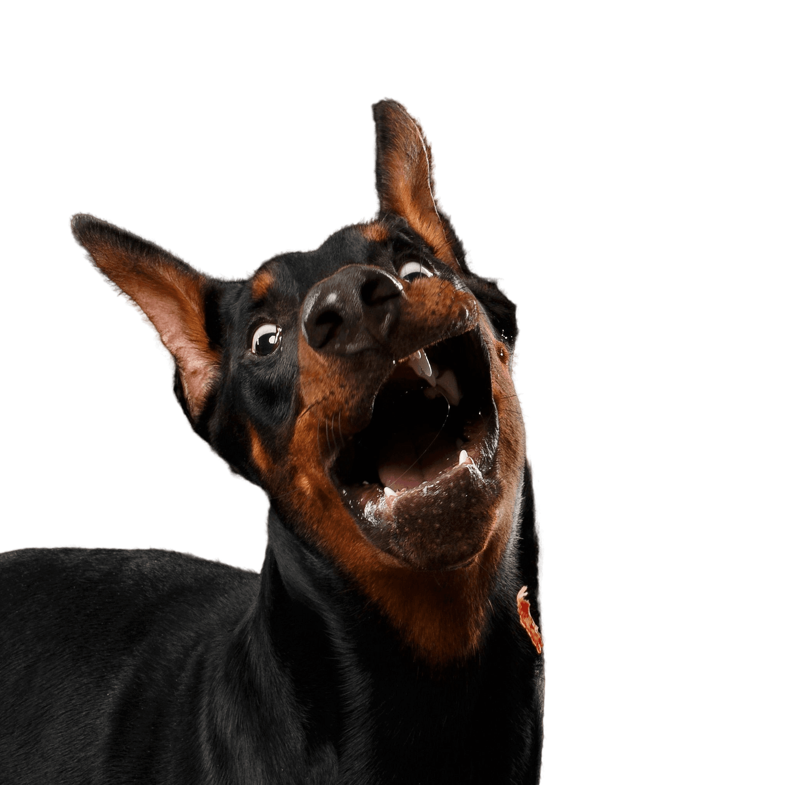 Dobermann,Vertebrate,Mammal,Dog breed,Canidae,Pinscher,Dog,Manchester terrier,Guard dog,Snout,