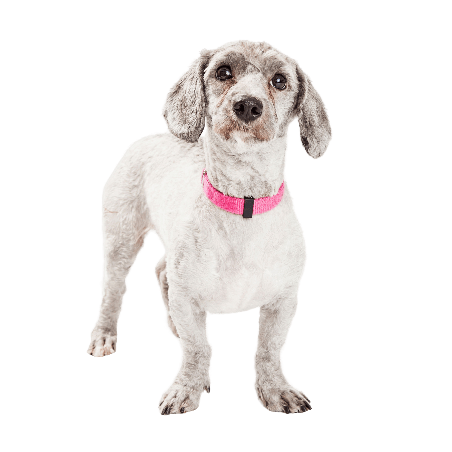 Doxiepoo Dog Profile Picture Doxiepoo dog is a crossbreed between a poodle and a dachshund or Dachshund