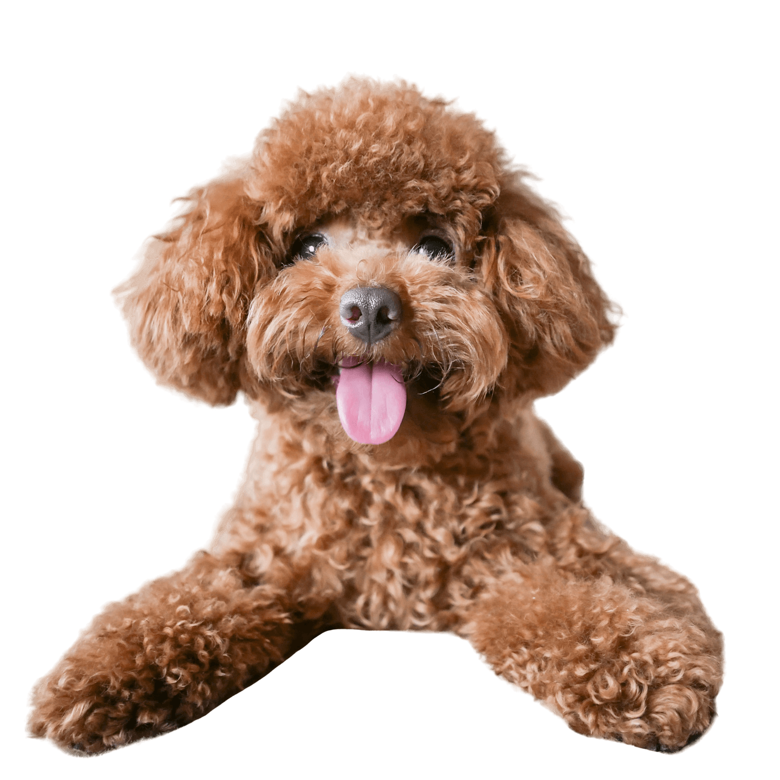 Dwarf poodle profile picture