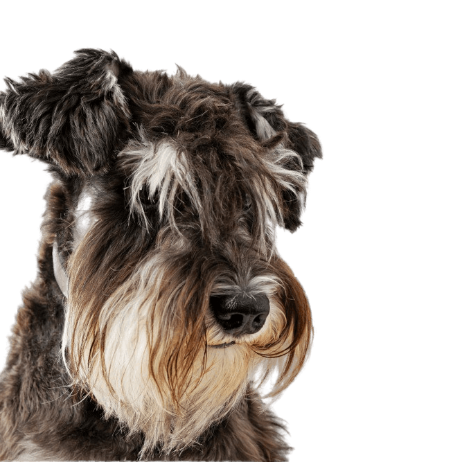 Miniature Schnauzer Dog Breed - Facts - Traits - Health