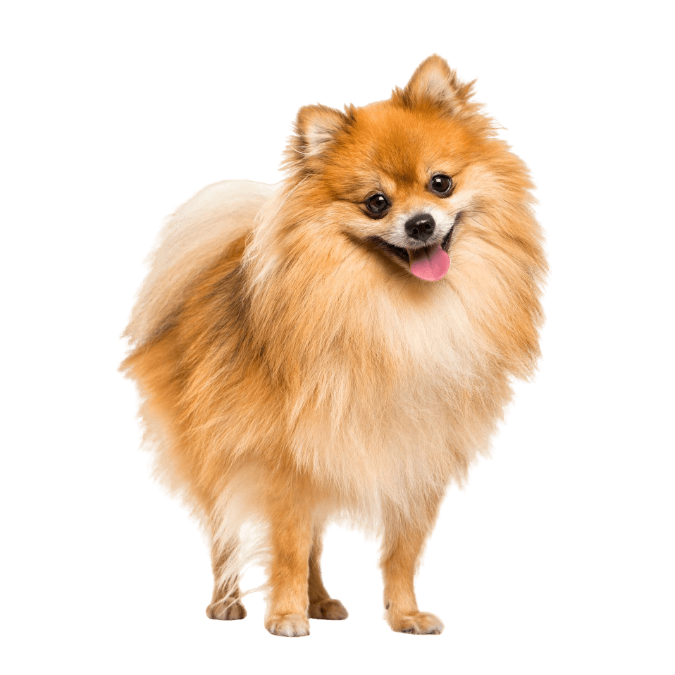 Breed description of a red dwarf spitz, Pomeranian