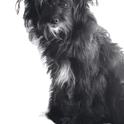 Hund,Hunderasse,Fleischfresser,Begleithund,Schnauze,Wasserhund,Spielzeughund,Leber,Terrier,Kleiner Terrier,