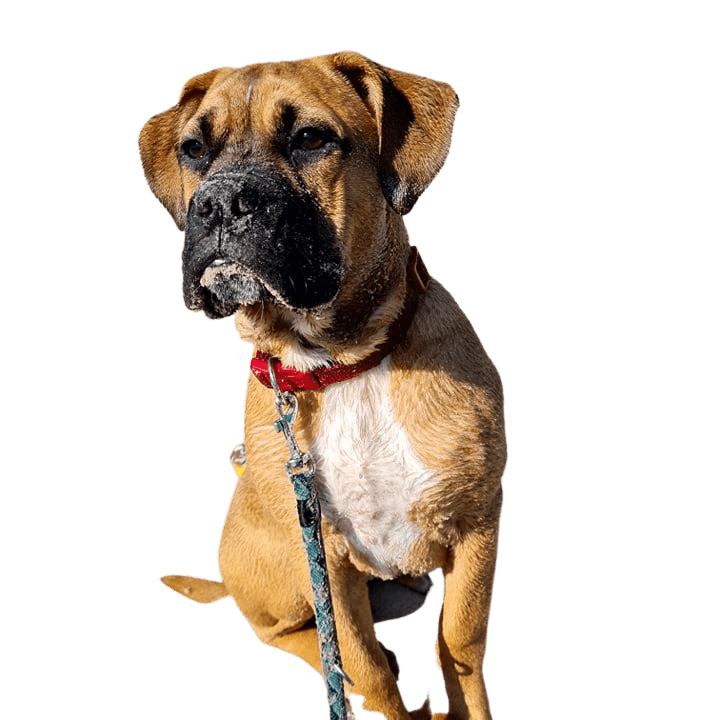 English Bordeaux Bulldog © Christin Zunker Hund,Hunderasse,Fleischfresser,Halsband,Haustierbedarf,Hundebedarf,Begleithund,Leber,Rehbraun,Hundehalsband,