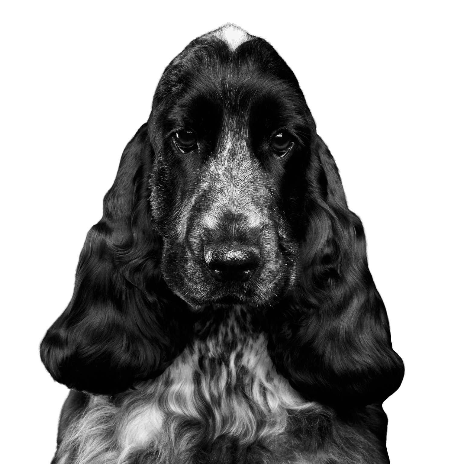 English Cocker Spaniel Dog,Mammal,Vertebrate,Canidae,Dog breed,English cocker spaniel,Cocker spaniel,German spaniel,Carnivore,Spaniel,