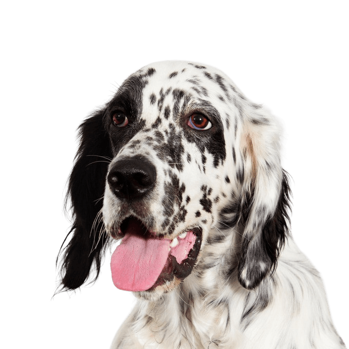 English Setter temperament and breed description, spotted dog once crossed with an English Pointer and a Setter, French and British dog breed, large dog breed similar to Golden Retriever and English Pointer, hunting dog