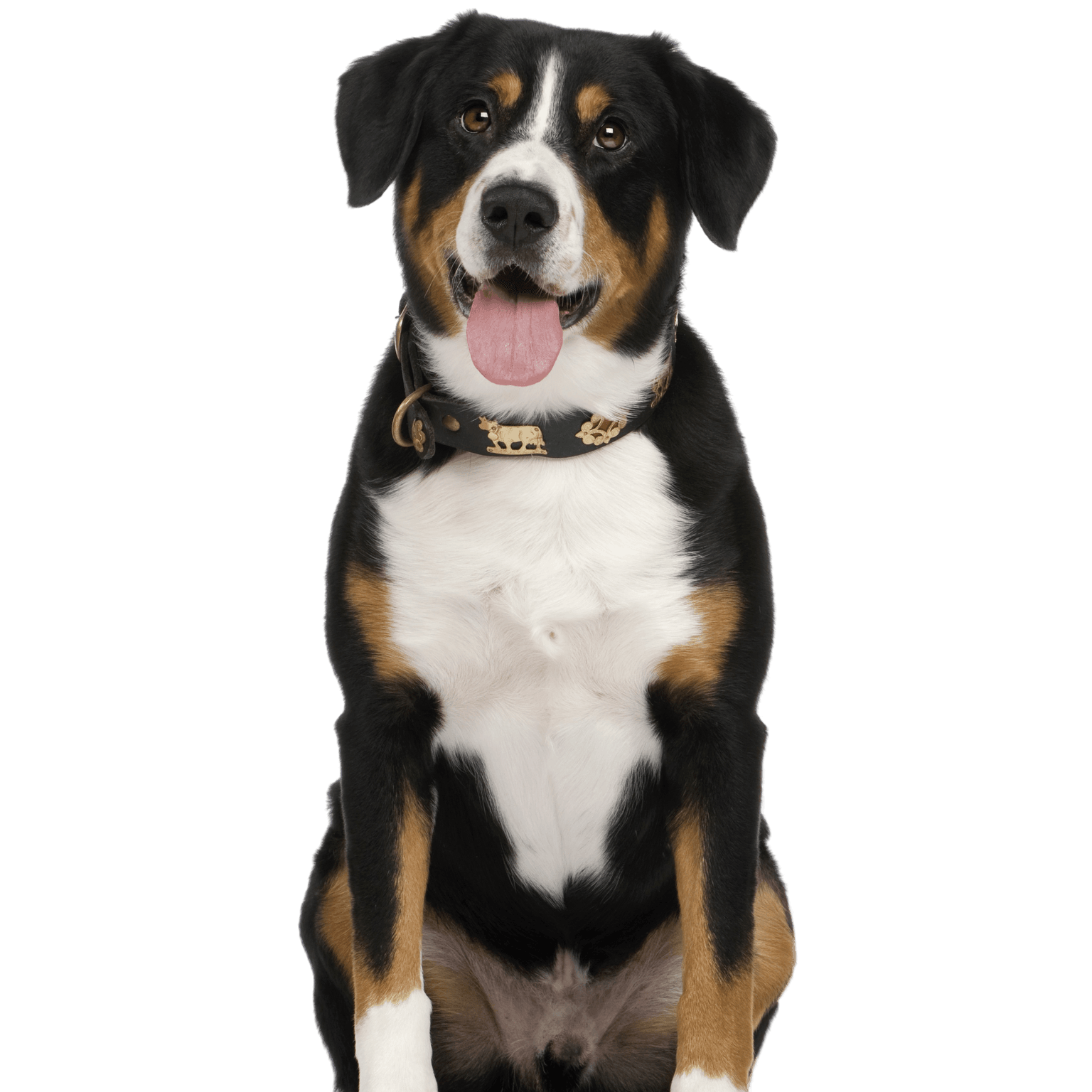 Entlebucher Mountain Dog Profile Picture Entlebucher Mountain Dog Breed Description