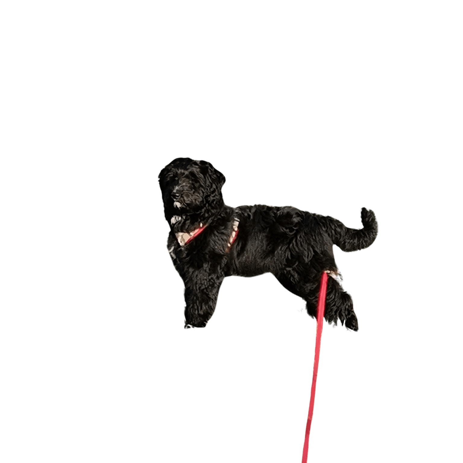 Entlebucherpoo © Sandra Schwuchow Hund,Hunderasse,Fleischfresser,Halsband,Begleithund,Arbeitstier,Hundehalsband,Hundezubehör,Schwanz,Schnauze,