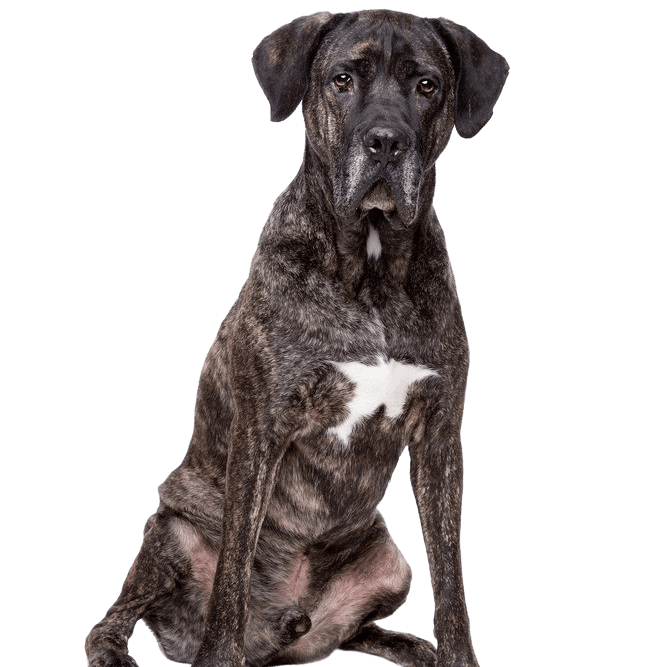 Fila Brasileiro breed description Fila Brasileiro, Black Mastiff, Mastiff from Brazil, South American Dog Breed, Large Dog Breed