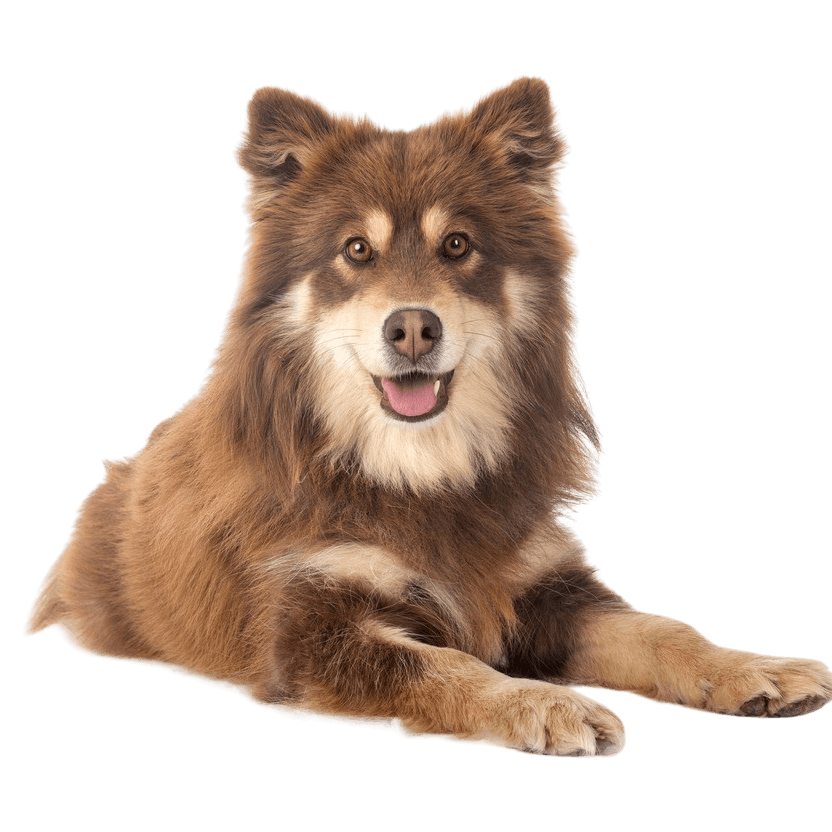 Finnish Lapphund breed description, temperament of a Finnish dog from Lapland