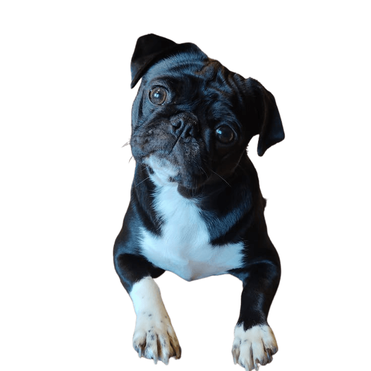 Frenchie Pug © Dagmar Benkert Hund,Fleischfresser,Hunderasse,Begleithund,Ärmel,Arbeitstier,Sportliche Gruppe,Electric blue,Canidae,Schriftart,