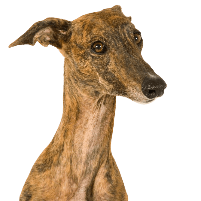 Galgo Espanol mackerel, tiger coloured Galgo Espanol, greyhound