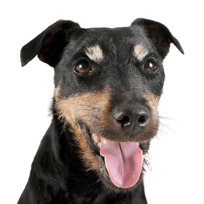 German Hunting Terrier Breed Description German Hunting Terrier roughhaired, Roughhaired dog from Germany
