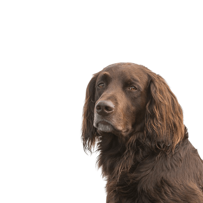 German Longhair Pointer, breed description of a German Longhair brown