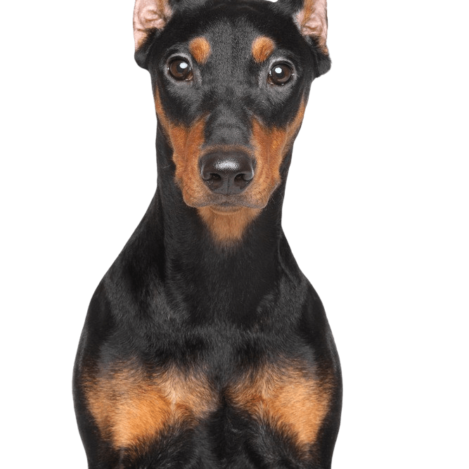 German Pinscher breed description