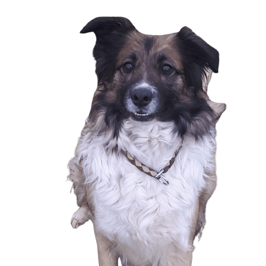 Golden Border Retriever © Kathrin Zyngier Hund,Fleischfresser,Hunderasse,Halsband,Begleithund,Hundehalsband,Schnauze,Sportliche Gruppe,Fell,Tierbedarf,