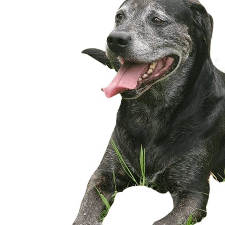 Golden Corso © Daniela Schwab Hund,Fleischfresser,Geste,Hunderasse,Halsband,Begleithund,Schnauze,Hundehalsband,Schnurrhaare,Retriever,
