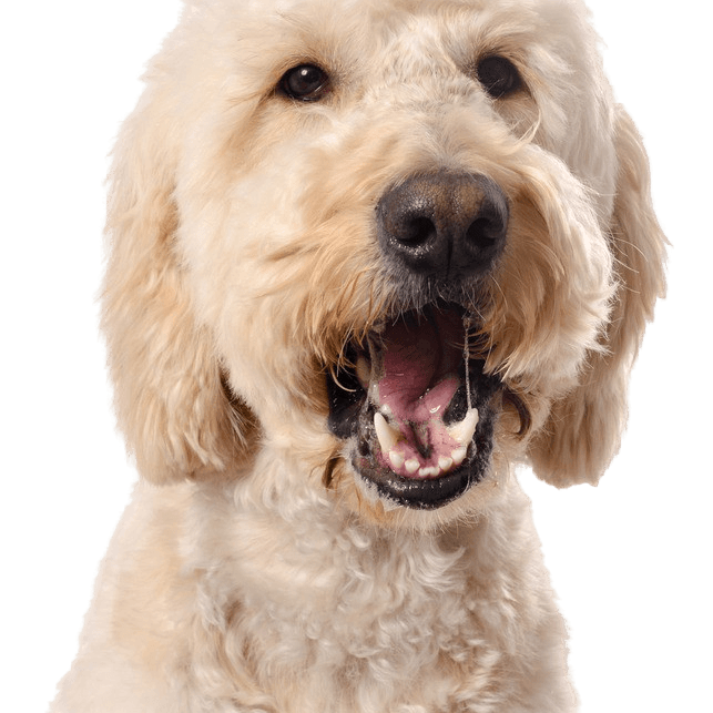 Goldendoodle breed description hybrid mix, hypoallergenic breed for people with dog hair allergies.