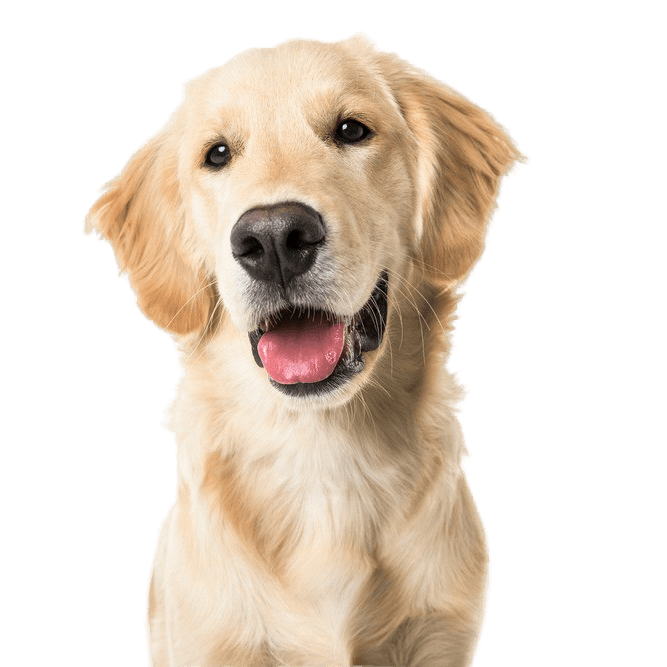 Golden Retriever: Character & Ownership - Dog Breed Pictures - dogbible