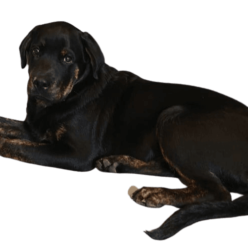 Golden Rottie Retriever © Jasmin Mayer Hund,Hunderasse,Fleischfresser,Begleithund,Leber,Schnauze,Hundehalsband,Sportliche Gruppe,Canidae,Schwanz,