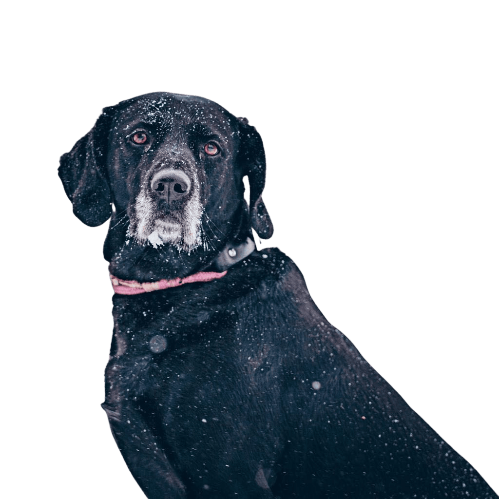 Golden Shorthair Pointer © Christin Maue Hund,Hunderasse,Fleischfresser,Halsband,Arbeitstier,Schnee,Hundehalsband,Begleithund,Schnauze,Sportliche Gruppe,