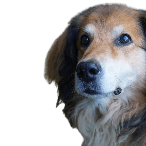 Gollie © Marion Petersen Haar,Hund,Auge,Fleischfresser,Hunderasse,Iris,Schnurrhaare,Begleithund,Kitz,Schnauze,